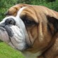 Morgan de bullkennel 
Bulldog ingles
año y medio
Criadero: chatos kennels